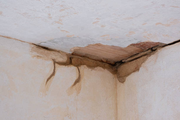 Best Mold removal after water damage  in Monroe, LA