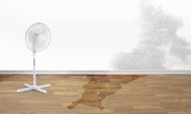 Best Flooded house restoration  in Monroe, LA